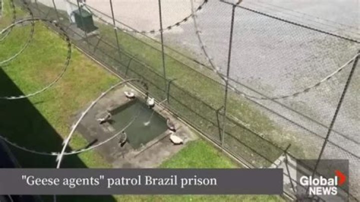 Forget Guard Dogs, This Brazilian Prison Uses Guard Geese Instead