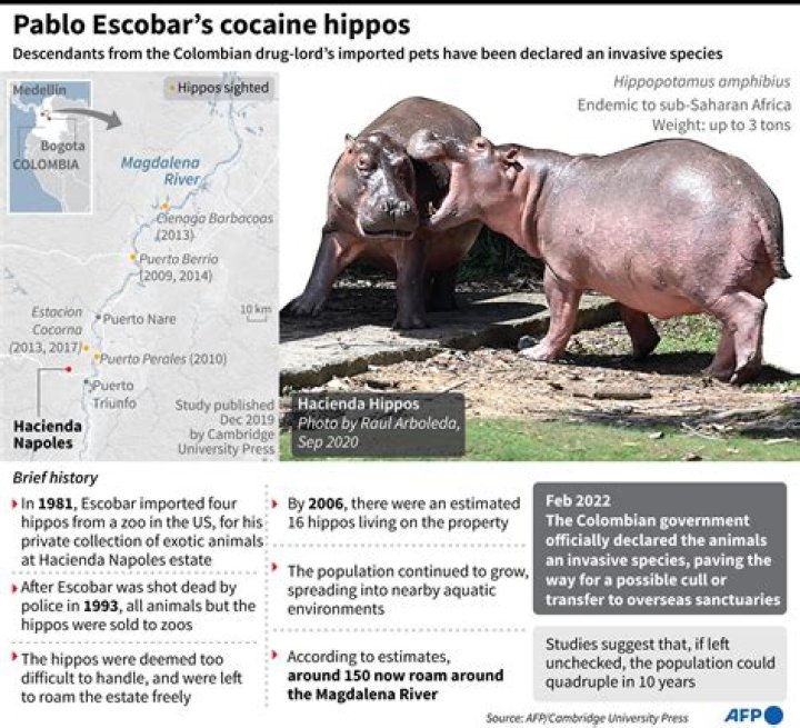 Pablo Escobar’s cocaine hippos now legally considered people, face execution